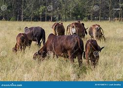 Image result for Brahman Cattle Herd