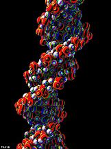 Image result for DNA Molecule