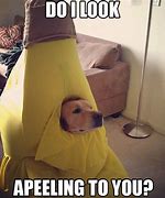 Image result for halloween meme funniest dog