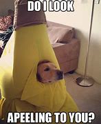 Image result for Funny Costume Dog Memes