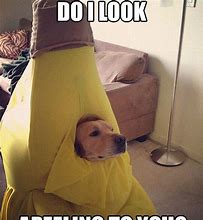 Image result for Dog Halloween Costume Meme