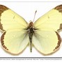 Image result for colias_palaeno