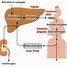 Image result for Liver GIF Wallpaper