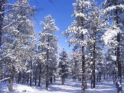 Image result for White Mountains Arizona Winter