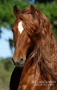 Image result for Chestnut Andalusian Horse