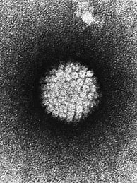 Image result for HPV Sy