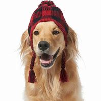 Image result for Cool Dog with Hat