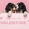 Image result for Valentine Pet Memes