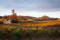 Image result for Preston Dry Creek Valley Cinsault