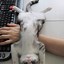 Image result for Kitten Love