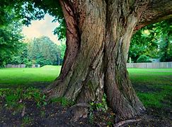 Image result for arbre