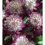 Image result for Astrantia major Star of Beauty