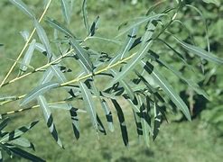 Image result for Salix acutifolia Blue Streak