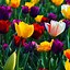Image result for Flower Wallpaper for Android Phone