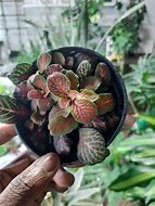 Image result for fittonia