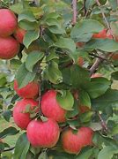 Image result for Honeycrisp