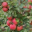 Image result for Honeycrisp Apple Tree Pics