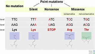 Image result for Mutation for Kids