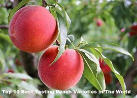 Image result for Indian Peach