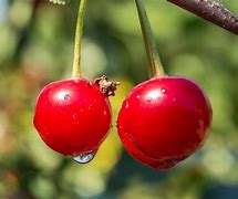 Image result for Cherry Coke Can