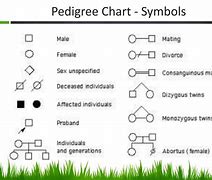 Image result for Pedigree Chart Key