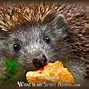 Image result for Hedgehog Symbolism