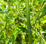 Image result for Phyllostachys aurea 