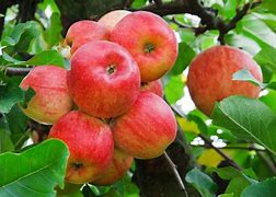 Image result for Fuji Apple Field