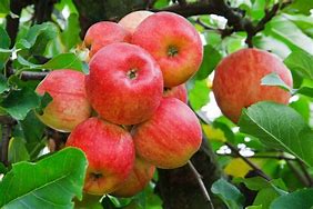 Image result for Fuji Apple Tree