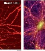 Image result for Brain Cell Universe