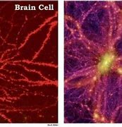 Image result for The Universe vs the Brain