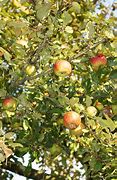 Image result for Free Picture of a Apple Tree Leaf