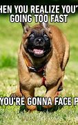 Image result for Awesome Dog Funny Meme