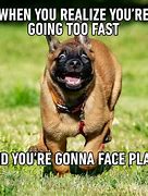 Image result for Crazy Funny Dog Memes