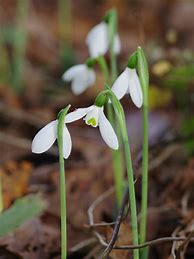 Image result for Galanthus elwesii Hiemalis Group Donald Simms Early