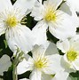 Image result for Clematis montana Grandiflora