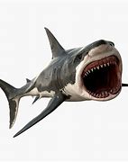 Image result for Great White Shark Canvas 3D