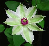 Image result for Clematis Vines with White Flowers