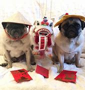 Image result for New Year Pug Meme