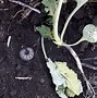 Image result for "army-cutworm"