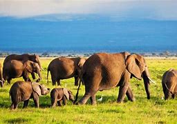 Image result for Kenya Tourist Attractions