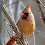 Image result for Female Cardinal Birds Look Like