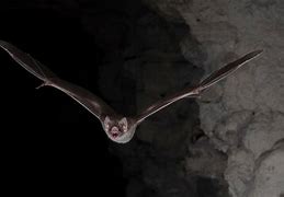 Image result for Black Vampire Bat
