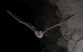 Image result for vampire bat