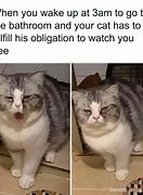 Image result for What Do Cats Think of People Meme