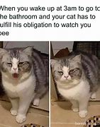 Image result for funniest cats day meme reddit