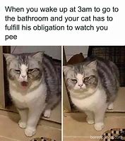 Image result for Seacat Cat Meme