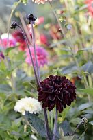 Image result for Dahlia Manoa