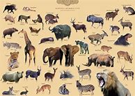 Image result for Groups of Animals Names