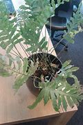 Image result for Time to Check On Your Office Plant Meme